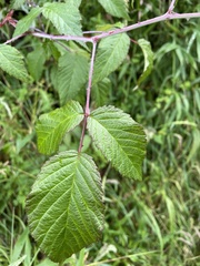 Rubus adenotrichos