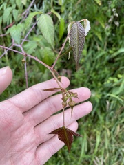 Rubus adenotrichos