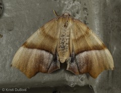 Plagodis phlogosaria