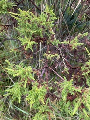Hypericum laricifolium