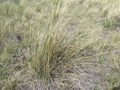 Festuca hallii