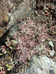 Castilleja arachnoidea