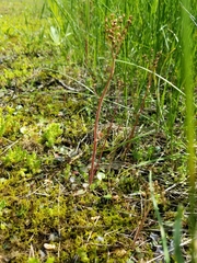 Micranthes virginiensis