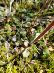 Micranthes virginiensis