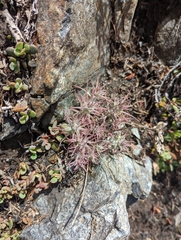 Castilleja arachnoidea