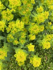 Euphorbia epithymoides
