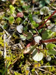 Micranthes virginiensis