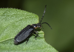 Polemius laticornis