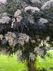 Magnoliopsida