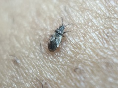 Crophius