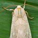 Banded Tussock Moth - Photo (c) David Kaposi, some rights reserved (CC BY-NC), uploaded by David Kaposi