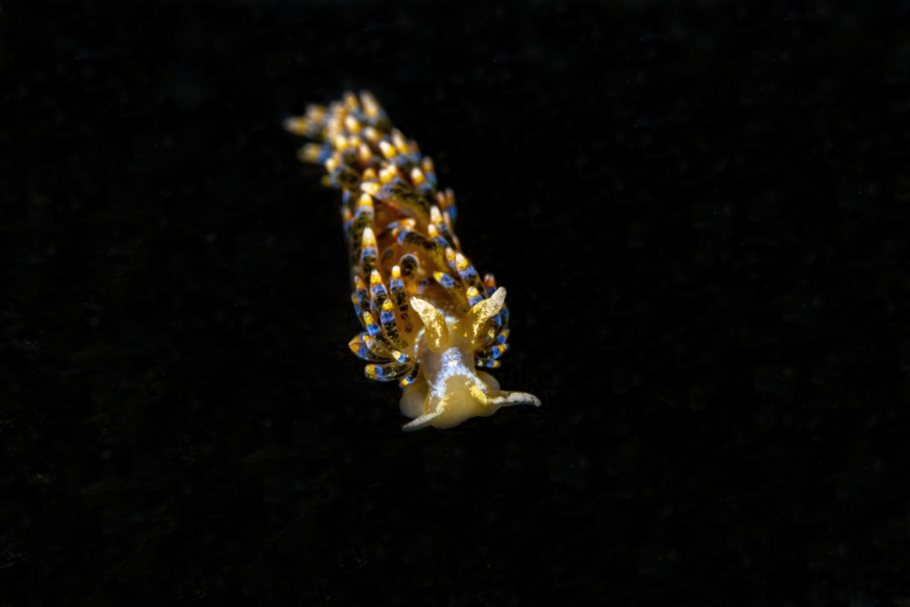 Long's Aeolid