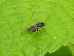 Adoxomyia subulata