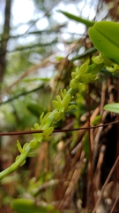 Epidendrum cardiophorum