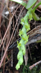 Epidendrum cardiophorum