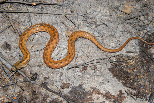Photo of a Norman's Keelback (Helicops polylepis)