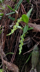 Epidendrum cardiophorum