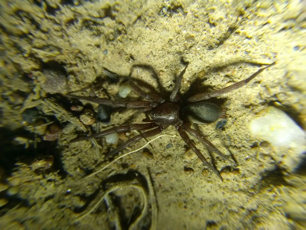 Sosticus loricatus