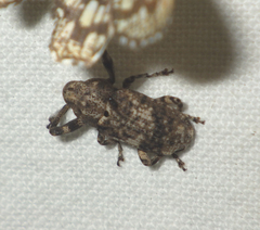 Gasterocercus depressirostris