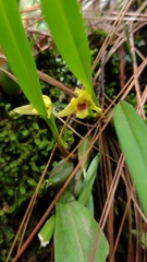 Maxillaria variabilis