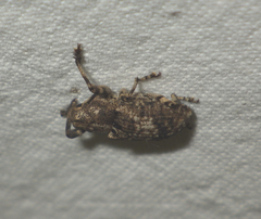Gasterocercus depressirostris