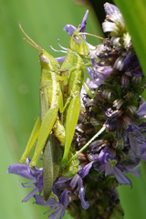 Stenacris vitreipennis