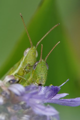 Stenacris vitreipennis