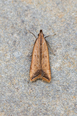 Dichomeris heriguronis