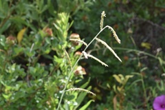 Eriochloa