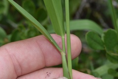 Eriochloa