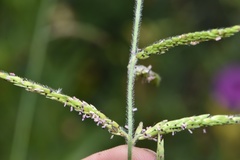 Eriochloa