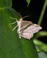 Macaria multilineata