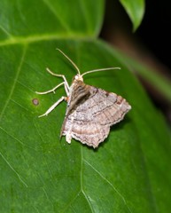 Macaria multilineata