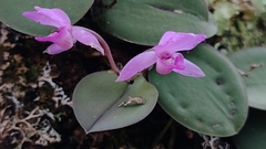 Meiracyllium trinasutum