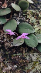 Meiracyllium trinasutum