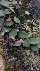 Meiracyllium trinasutum