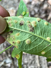 Puccinia smilacis