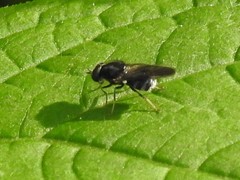 Adoxomyia subulata