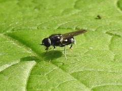 Adoxomyia subulata