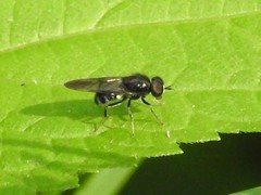 Adoxomyia subulata