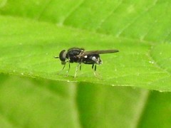 Adoxomyia subulata