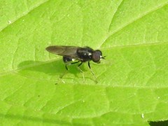 Adoxomyia subulata