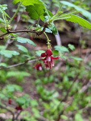 Ribes lobbii