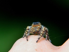 Phidippus comatus