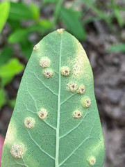 Puccinia smilacis