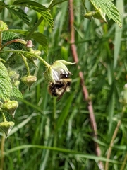 Bombus frigidus