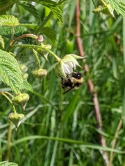 Bombus frigidus