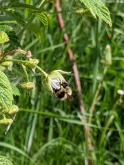 Bombus frigidus