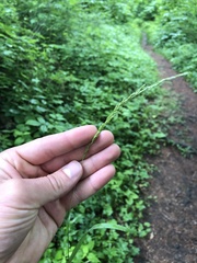 Sphenopholis obtusata