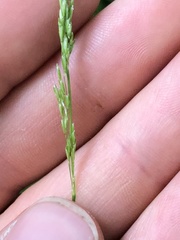 Sphenopholis obtusata